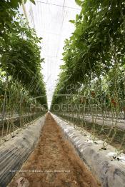 Image du Maroc Professionnelle de  Avec l'introduction des cultures sous abris serres, la région de Dakhla est devenue en très peu de temps célèbre pour ces productions de fruits et légumes destinés à l’export.  Sous d’immenses serres, la production des tomates en grappes bénéficie d’un climat phénoménalement ensoleillé, tempéré et régulier, Mardi 21 Novembre 2006. (Photo / Abdeljalil Bounhar)